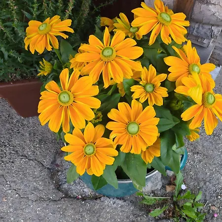 Appartamento Schwarzwaldferienwohnung Oberle