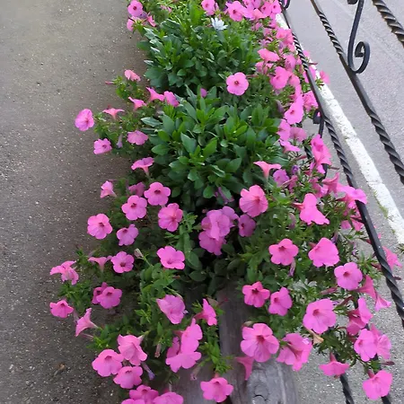 Schwarzwaldferienwohnung Oberle *